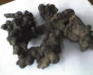 Zhu <span class=keywords><strong>Ling</strong></span> essiccato naturale fungo selvatico Polyporus umbellatus parte intera ombrello Polypore lumpy staffa come cibo - Product Image 5