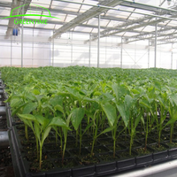 Plateau de Pépinière à 50 Alvéoles pour Semis de Tomates en Mini-Mottes, à Vendre