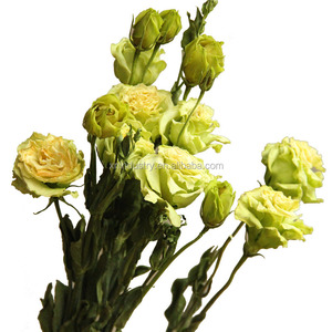 Flores Secas Naturales <span class=keywords><strong>Eustoma</strong></span> <span class=keywords><strong>Grandiflorum</strong></span> Lisianthus en Oferta para Celebraciones de Navidad y Halloween - Product Image 3
