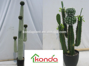 Cactus Y Suculentas Cactus bonsai <span class=keywords><strong>Plantas</strong></span> Artificiales al por mayor Vivero de Cactus Y Suculentas - Product Image 3