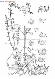 Gmp naturel de haute qualité <span class=keywords><strong>Coleus</strong></span> <span class=keywords><strong>forskohlii</strong></span> extrait forskoline - Product Image 2