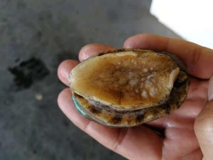 Bào Ngư Nửa Vỏ Frozrn Tươi Bán Chạy Chất Lượng Tốt - Product Image 4