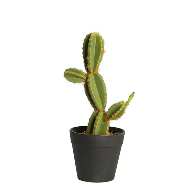 cactus decor decoration home modern style cacti plant and succlents indoor cactus plant