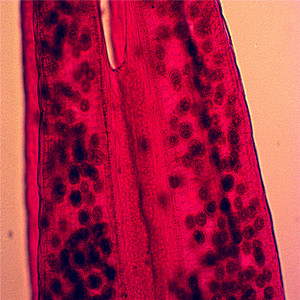 Well coloring <span class=keywords><strong>the</strong></span> cell biology has slides for educational aids prepared - Product Image 5