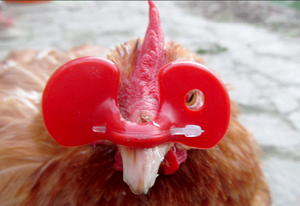 46*26mm <span class=keywords><strong>Pollo</strong></span>/capa/ojos de pollos de engorde <span class=keywords><strong>Gafas</strong></span> <span class=keywords><strong>con</strong></span> agujero (Tipo-C) - Product Image 2