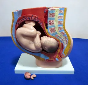 40th semana modelo grávida, pélvis feminino com fetus, útero e embryo