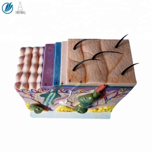 <span class=keywords><strong>70</strong></span> פעמים מוגדל אדם האנטומיה עור דגם - Product Image 2