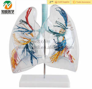 BIX-A1074 pvc שקיפות אנטומיים פלחי ריאות האדם מודל 2x מוגדלת לחינוך מדעי הרפואה - Product Image 3