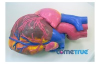 Máquina de Impresión 3D a Todo Color para Modelos Biomédicos