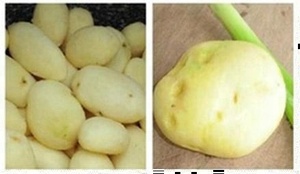 Macchinario Commerciale per la Lavorazione di Pomodori Pelati, Pelatrice per Ortaggi a Radice nell'Industria Alimentare - Product Image 3
