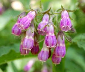 B.C.I สารสกัดจากลิโธสเปอร์ซัมอิริโทรซอน,ผงชิโคนิน Root Alkannin สีม่วงเสริมสุขภาพ - Product Image 4