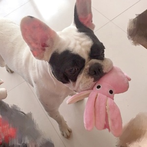 2018 новый дизайн, милая пищалка-осьминог, игрушка для собаки, розовая плюшевая интерактивная игрушка для собаки, животное, веревка, узел, собака, жевательные игрушки со звуком - Product Image 2