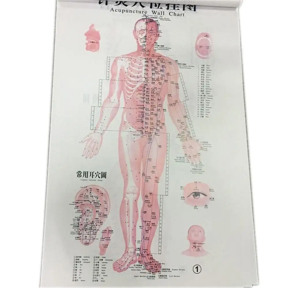 แผนภูมิการฝังเข็มสำหรับการสอนแผนภูมิ Acupoint ของมนุษย์ (7โปสเตอร์/ชุดเป็นภาษาอังกฤษ)