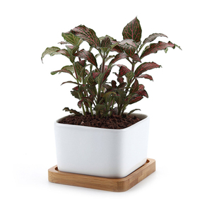 <span class=keywords><strong>Pot</strong></span> de fleur carré <span class=keywords><strong>en</strong></span> céramique blanc, de haute qualité avec plateau <span class=keywords><strong>en</strong></span> bambou, <span class=keywords><strong>mini</strong></span> <span class=keywords><strong>pot</strong></span> de jardin, conteneur succulent - Product Image 2