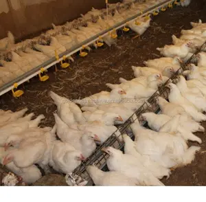 Goldenest automatic breeder hens scraper chain feeding system cheap price chicken egg poultry farm equipment