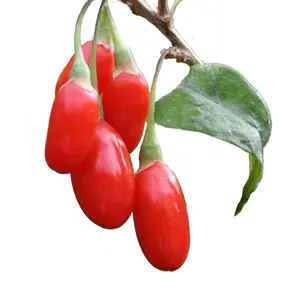 Haute qualité extrait de goji lycée chinois extrait d'extrait de nacre - Product Image 1