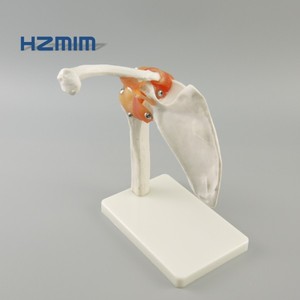 Mô Hình Bộ Xương Mô Phỏng Của Con Người, Mô Hình Khớp Vai Với Dây Chằng - Product Image 6