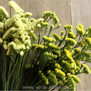 Pétalos de Flores Secas, Flor de Limonium Sinense para Decoración, No Me Olvides - Product Image 5