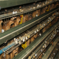 Équipement Breveté Cage d'Élevage de Cailles à Couches avec Système d'Évacuation Automatique du Fumier