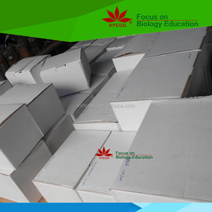 Fabriqué par nous-mêmes usine <span class=keywords><strong>coude</strong></span> modèle d'anatomie humaine - Product Image 6