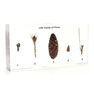 Gelsonlab HSBS-098 Acrylic Life Cycle of Pine Specimen embedded biological specimens