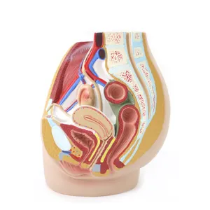 Female reproductive organ system model, anatomy female reproductive system