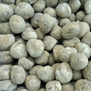 Di Alta Qualità naturale Ostriche Fossili Per La Vendita - Product Image 6