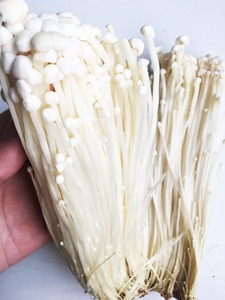 Detan fresca Enoki/Nombres de hongos comestibles - Product Image 4