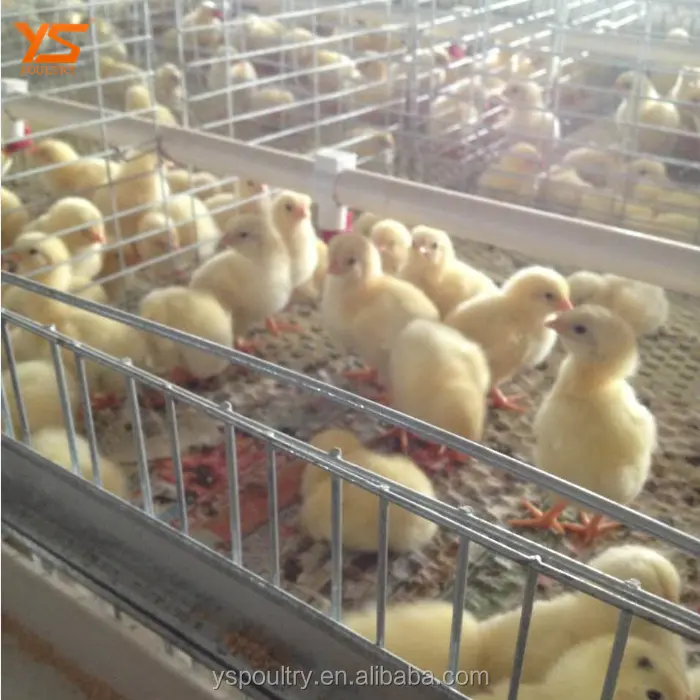 Suibian — Cage à poulet de haute qualité, à bas prix, pour le jour, vente au japon