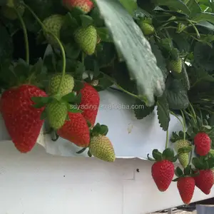 Serre à fraises tropicales, 100 m de long