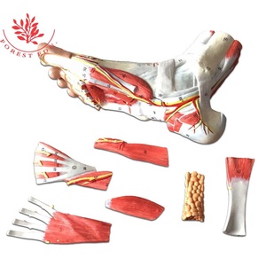 Modelo <span class=keywords><strong>de</strong></span> Anatomía Hierárquica <span class=keywords><strong>de</strong></span> los Músculos del Pie, Modelo <span class=keywords><strong>de</strong></span> Músculo Plantar - Product Image 3