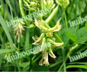 Bột/Bột/Chiết Xuất <span class=keywords><strong>Astragalus</strong></span>/<span class=keywords><strong>Huangqi</strong></span> - Product Image 2