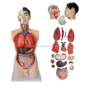Yüksek Kalite 85 CM Iç Organları ile Erkek Torso 19 Parça, İnsan Torso Modeli