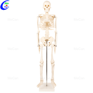 <span class=keywords><strong>Squelette</strong></span> d'anatomie artificielle grandeur nature de 180cm - Product Image 3