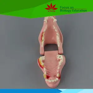 Fabbrica diretta scienza medica denti di plastica modello di cane