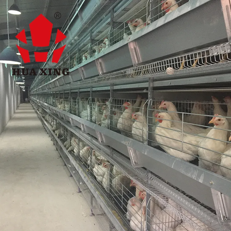 Gaiolas de galinha automática, equipamento de fazenda de aves, sistema automático h, moldura de camada, bateria de recolhimento para 50000 frango