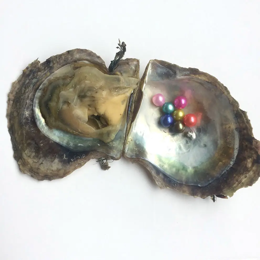 Wholesale akoya oysters with round pearls