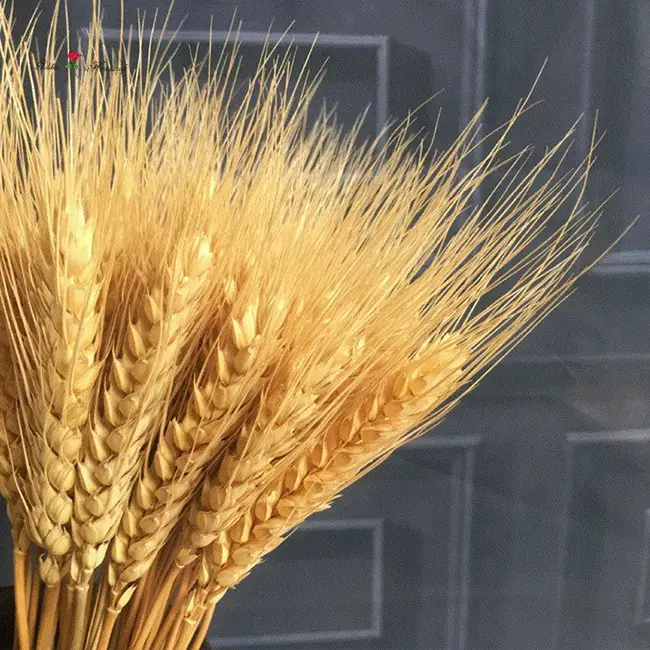 Nova venda seca flor artificial trigo planta para decoração