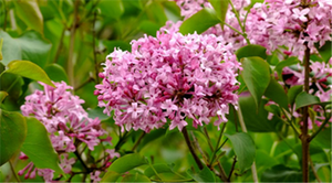 Ekstrak Cengkeh <span class=keywords><strong>Syzygium</strong></span> <span class=keywords><strong>Aromaticum</strong></span> Murni Berkualitas Tinggi - Product Image 2