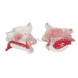 Modelo de anatomía de riñón, modelo médico humano de cavidad Nasal, 1 pieza