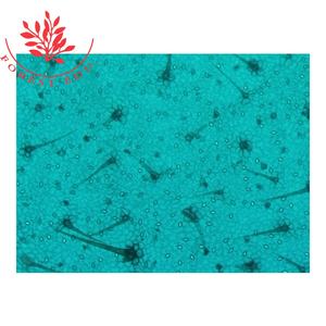 モノコットとダイコットの比較顕微鏡スライド - Product Image 1