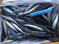 X2小型海冷凍太平洋サバ魚HACCP全周太平洋サバScomber Japonicus魚
