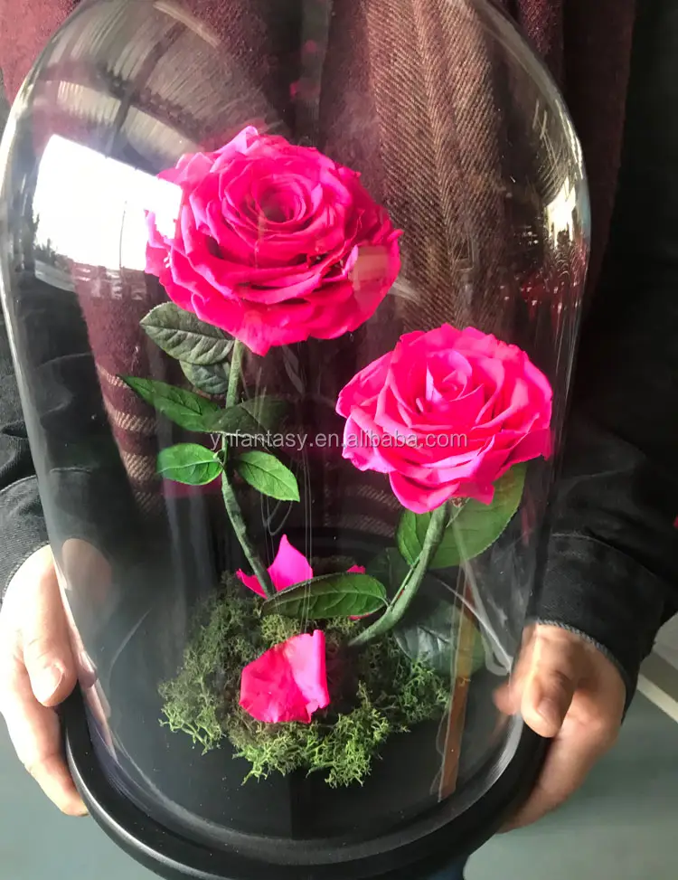 Natural Fresh Cut Flower Rose Dome Long Life