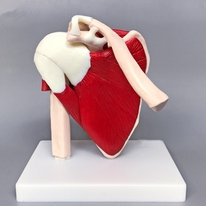 Mô Hình Khớp Vai Người Với Cơ Kích Cỡ Khớp Vai Người Với Cơ Và Dây Chằng Mô Hình Giải Phẫu - Product Image 3