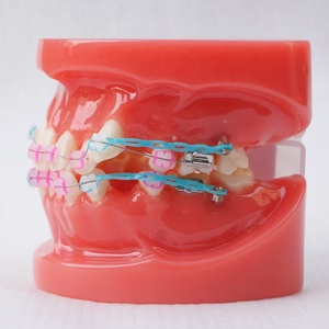 Dentale Ortodontico denti modello - Product Image 6
