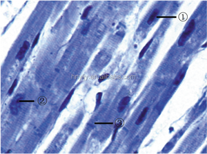 顕微鏡スライド17種類教育用準備ラボ組織学ガラス100/50/26/25/15個プラスチックまたは木製スライドボックスCN;HEN - Product Image 3