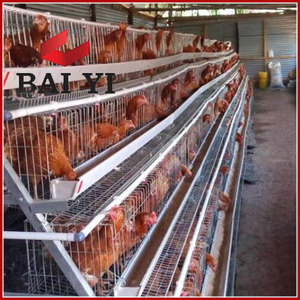 Jaula para Pollos, Jaulas en Batería para Gallinas <span class=keywords><strong>Ponedoras</strong></span>, Equipo para Avicultura - Product Image 2