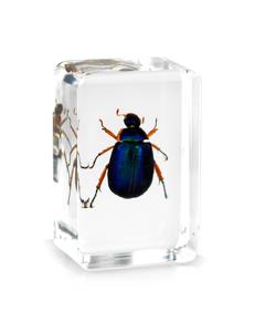 Artigianato in resina trasparente personalizzato veri insetti scarabeo a braccio lungo <span class=keywords><strong>e</strong></span> campione acrilico in resina di insetti - Product Image 5