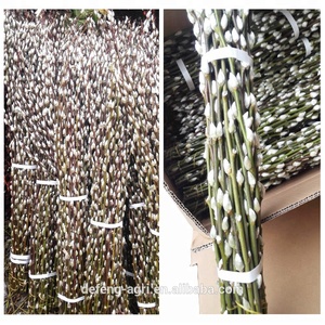 Rami di Salice Bianco Essiccati per Decorazioni Primaverili e Artigianato - Product Image 4