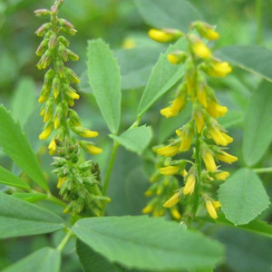 ธรรมชาติหวานกานพลูสารสกัดจาก Melilotus Officinalis สารสกัดจาก Coumarin 5% 10% - Product Image 3